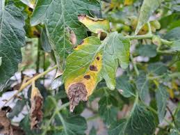 Peronospora pomodoro